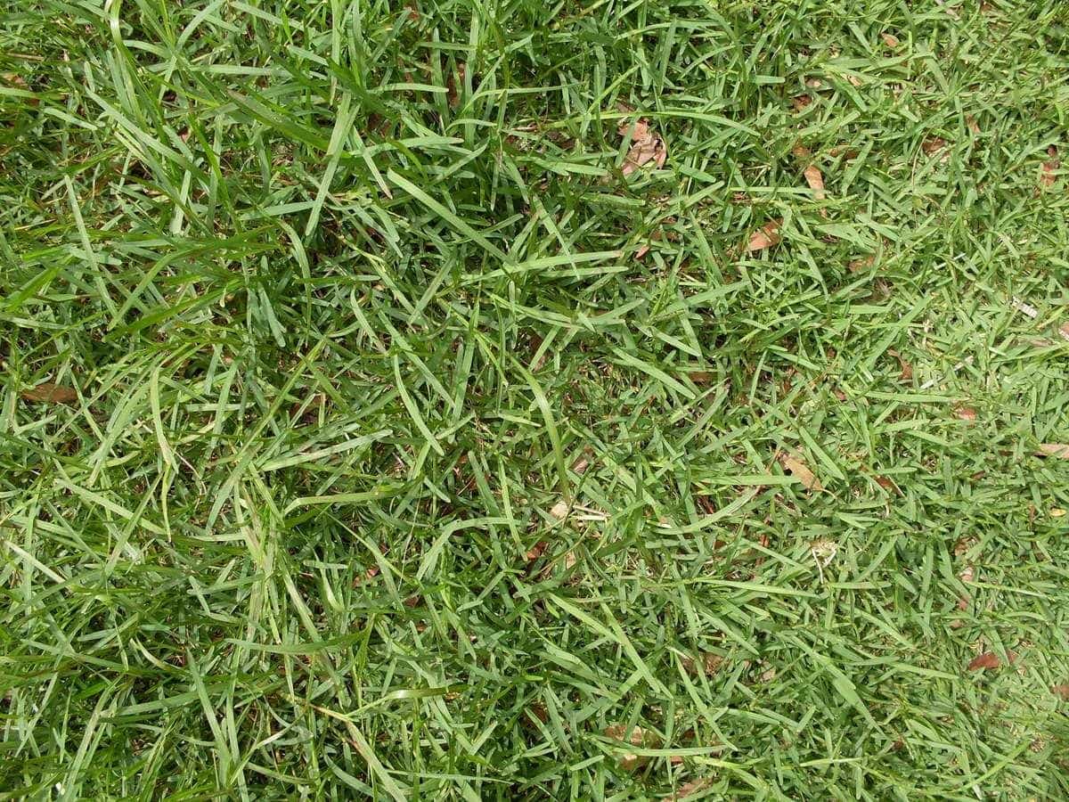 A close-up of dense buffalo grass