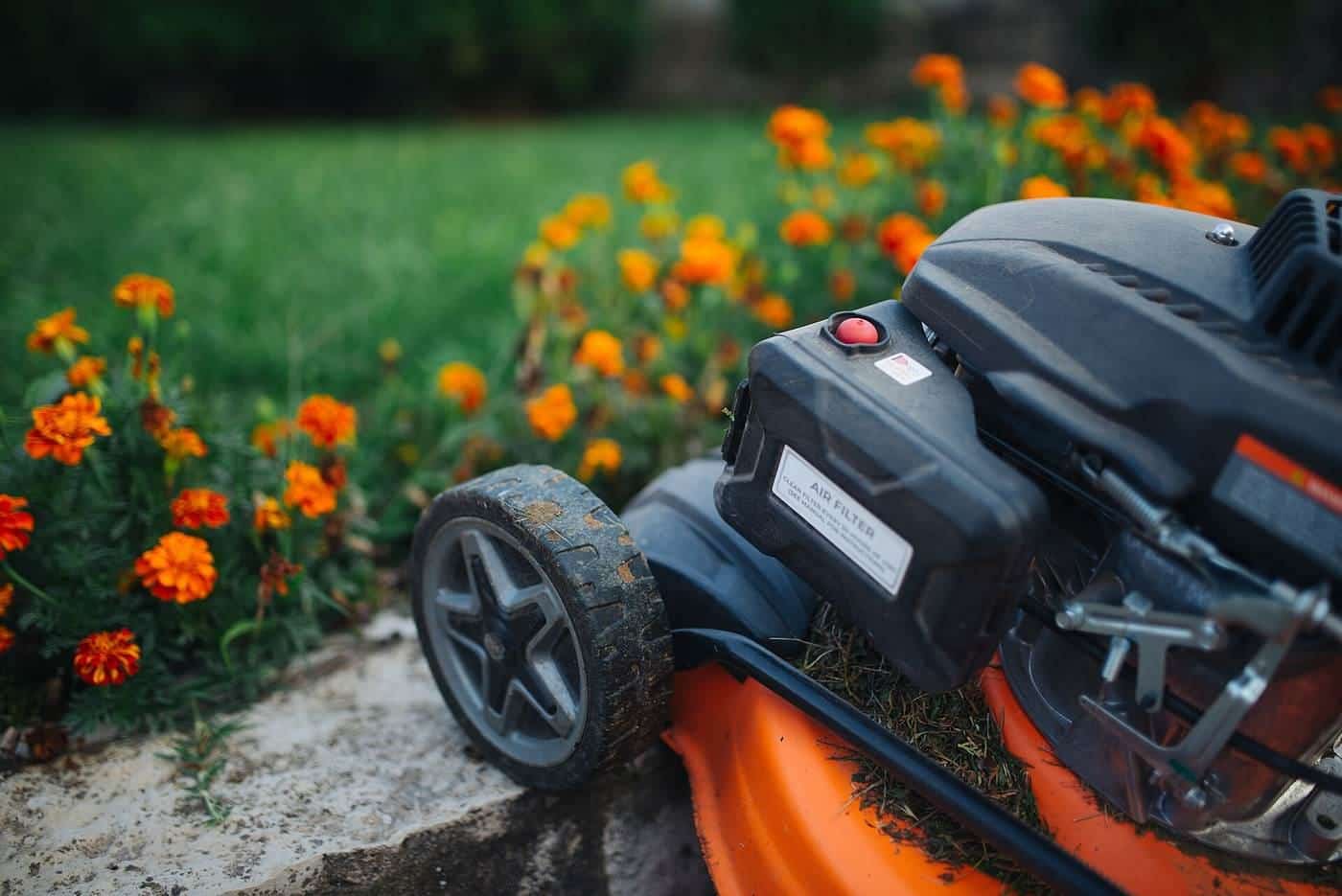 Close-up of a petrol lawn mower on grass, with orange marigolds in the background
