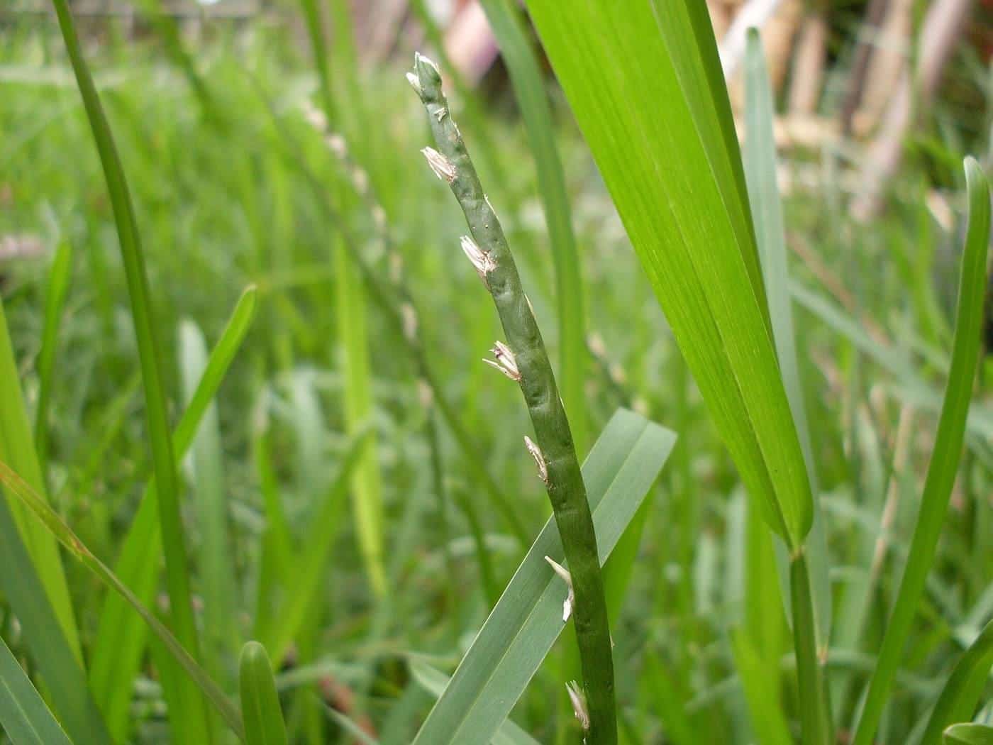 Close-up of buffalo grass blades with seed heads