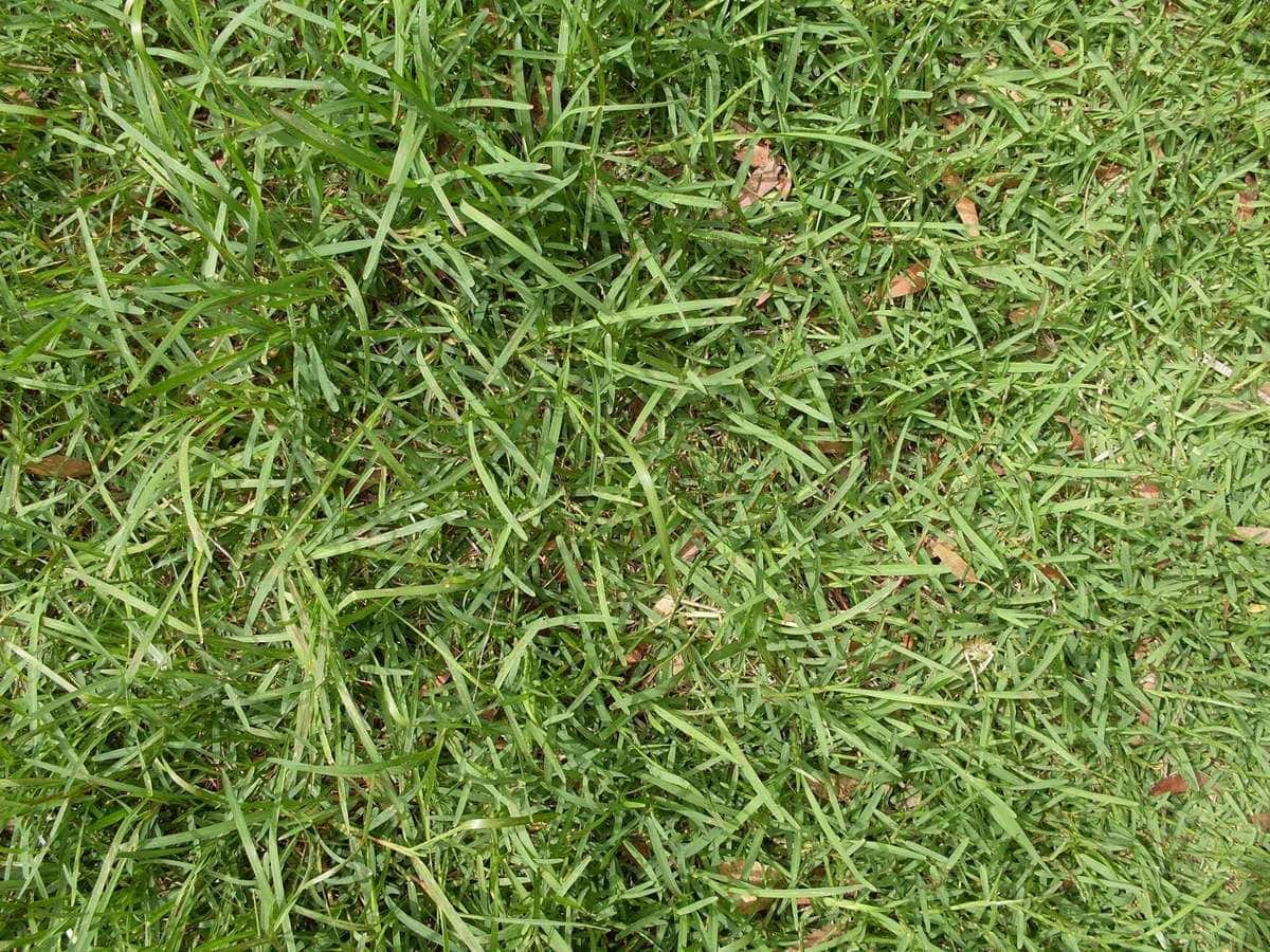 A close-up of dense buffalo grass